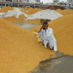 A worried farmer waits for the purchase of his paddy stock in new grain market at Gohana