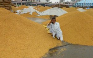 A worried farmer waits for the purchase of his paddy stock in new grain market at Gohana