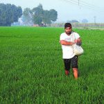 A farmer sprinkles fertilisers in his fields in a Jalandhar village