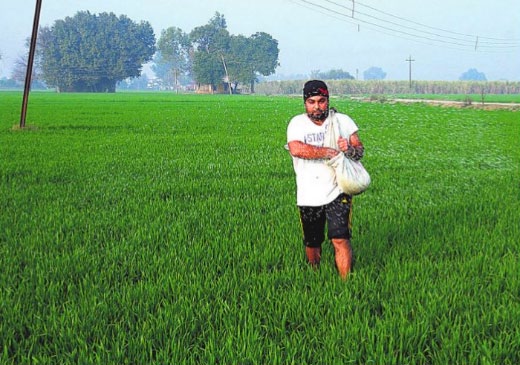 A farmer sprinkles fertilisers in his fields in a Jalandhar village