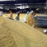 About 10000 tonnes of paddy is still lying at the grain market in khanna