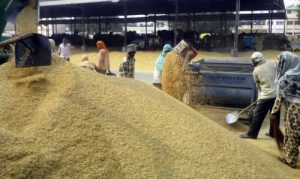About 10000 tonnes of paddy is still lying at the grain market in khanna