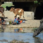 An Indian woman washes clothes by a water tap as animals gather around a polluted pond in Allahabad