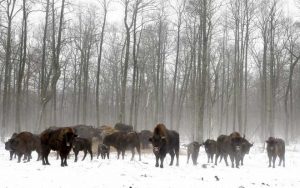 Bisons are seen at a bison nursery in the 30 km exclusion zone around the Chernobyl nuclear reactor near the abandoned village of Dronki, Belarus