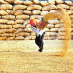 Deputy Commissioner Rajat Agrarwal takes stock of grain market
