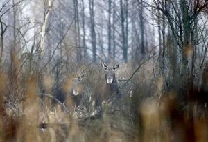 Elks are seen in the 30 km exclusion zone around the Chernobyl nuclear reactor near the abandoned village of Dronki, Belarus