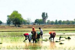Farmers are in bind over government offer to reschedule the payment of agriculture loans