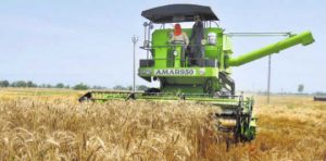 Farmers harvest wheat at a village near Banga on the Jalandhar Nawanshahr road