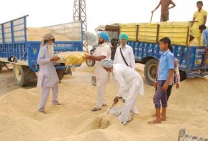Farmers reload their unsold paddy in tractor trailers at mandis in Faridkot