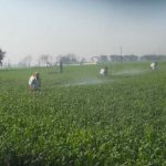 Farmers spray pesticides to save the wheat crop from brown plant hopper at Talania Village in Fatehgarh Sahib