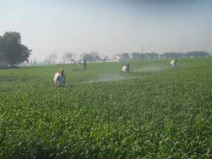 Farmers spray pesticides to save the wheat crop from brown plant hopper at Talania Village in Fatehgarh Sahib