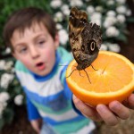 Freddy, 6, poses for pictures with a Pale Owl butterfly during a photocall at the Natural History Museum in central London, on March 23, 2016.