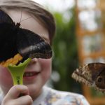 George Lewys, aged 5, poses for a photograph with butterflies during an event to launch the Sensational Butterflies exhibition