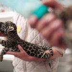 Jaguars cub (Panthera onca) are fed at the Reino Animal zoo in Teotihuacan, Mexico state, on June 16.
