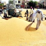 Labourers clean the wheat at the grain market in Bathinda