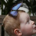 Luca Wainwright, aged 3, poses for a photograph with a butterfly