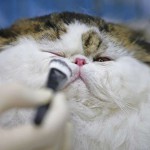 Makeup is applied to a Persian cat before it is displayed during the Mediterranean Winner 2016 cat show in Rome, Italy, on April 3, 2016