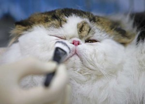 Makeup is applied to a Persian cat before it is displayed during the Mediterranean Winner 2016 cat show in Rome, Italy, on April 3, 2016