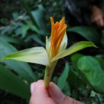Musa Nanensis, a rare banana species, is pictured in this handout picture received by Reuters on December 18, 2016. A rainbow-headed snake, a tiny frog and a lizard with dragon-like horns are among more than 150 new species confirmed by scientists last year in the ecologically diverse but threatened Mekong region, researchers said on December 19, 2016.