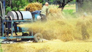 Punjab and Haryana have to gear up to tackle the problem of the monoculture of paddy wheat roration head on