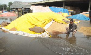 Rain spells more trouble for farmers a labourer tries to keep rainwater away from grain