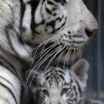 Suraya Bara, an Indian white tiger, rests with its newly born cub in their enclosure at Liberec Zoo, Czech Republic