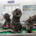 Three jaguar cubs (Panthera onca) remain inside a cage at the Reino Animal zoo in Teotihuacan, Mexico state, on June 16.