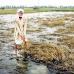 a farmer in his waterlogged field at madina village in rohtak district