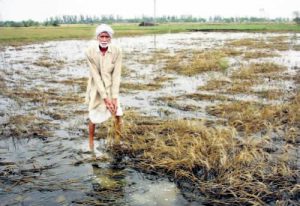 a farmer in his waterlogged field at madina village in rohtak district
