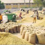 grain market in Sangrur