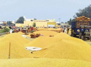 kaithal grain market