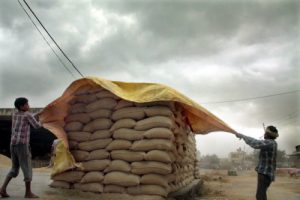 labourers cover paddy bags with a tarpaulin sheet during a thunderstrom at the Jalndhar grain market