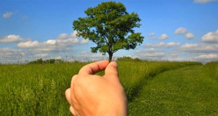 Plants & Trees Images