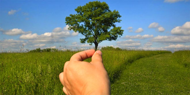 Plants & Trees Images