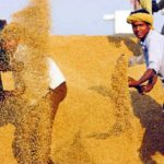 workers unload wheat at the new grain market in karnal
