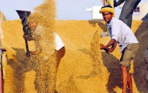 workers unload wheat at the new grain market in karnal