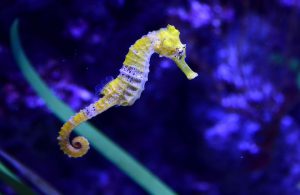 A longsnout seahorse, also known as a slender seahorse, is seen at the Aquarium of the Pacific in Long Beach, California.