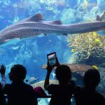 Children react to the sea life in front them at a display called ‘Blue Conner’, named for the famed diving spot in Palau, Micronesia, at the Aquarium of the Pacific in Long Beach, California.