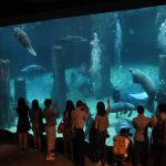 Members of the media watch as West Indian manatees swim along with other freshwater species at the River Safari theme park in Singapore. There are 14 West Indian manatees in the world's largest freshwater aquarium at the park.