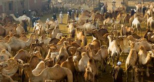 बिरकाश - दुनिया का सबसे बड़ा ऊंट बाजार Birqash - World's Largest Camel Market