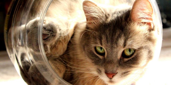 नींबू का अचार Funny Hindi story - Lemon Pickle