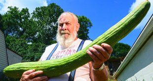 USA breaks Guinness World Records: Longest Cucumber
