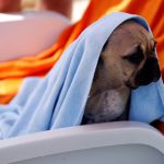 A dog is seen covered with a towel at dog beach and bar in Crikvenica, Croatia, on July 12, 2016.