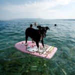 A dog is seen on a swimming board at dog beach and bar in Crikvenica, Croatia, on July 12, 2016.