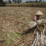 A farmer harvests dried sugarcane on her drought-stricken farm in Soc Trang province in the Mekong Delta, Vietnam March 31, 2016.