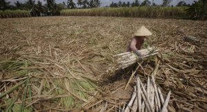 A farmer harvests dried sugarcane on her drought-stricken farm in Soc Trang province in the Mekong Delta, Vietnam March 31, 2016.