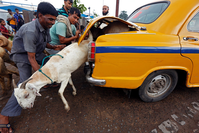 A goat tries to escape from the boot of a taxi after being purchased at a livestock market ahead of the Eid al-Adha festival in Kolkata.