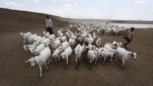 A herder drives his animals away after watering them, near the drought-affected village of Bandarero, near Moyale town