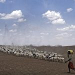 A herder drives his animals near the drought-affected village of Bandarero, near Moyale town