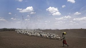 A herder drives his animals near the drought-affected village of Bandarero, near Moyale town